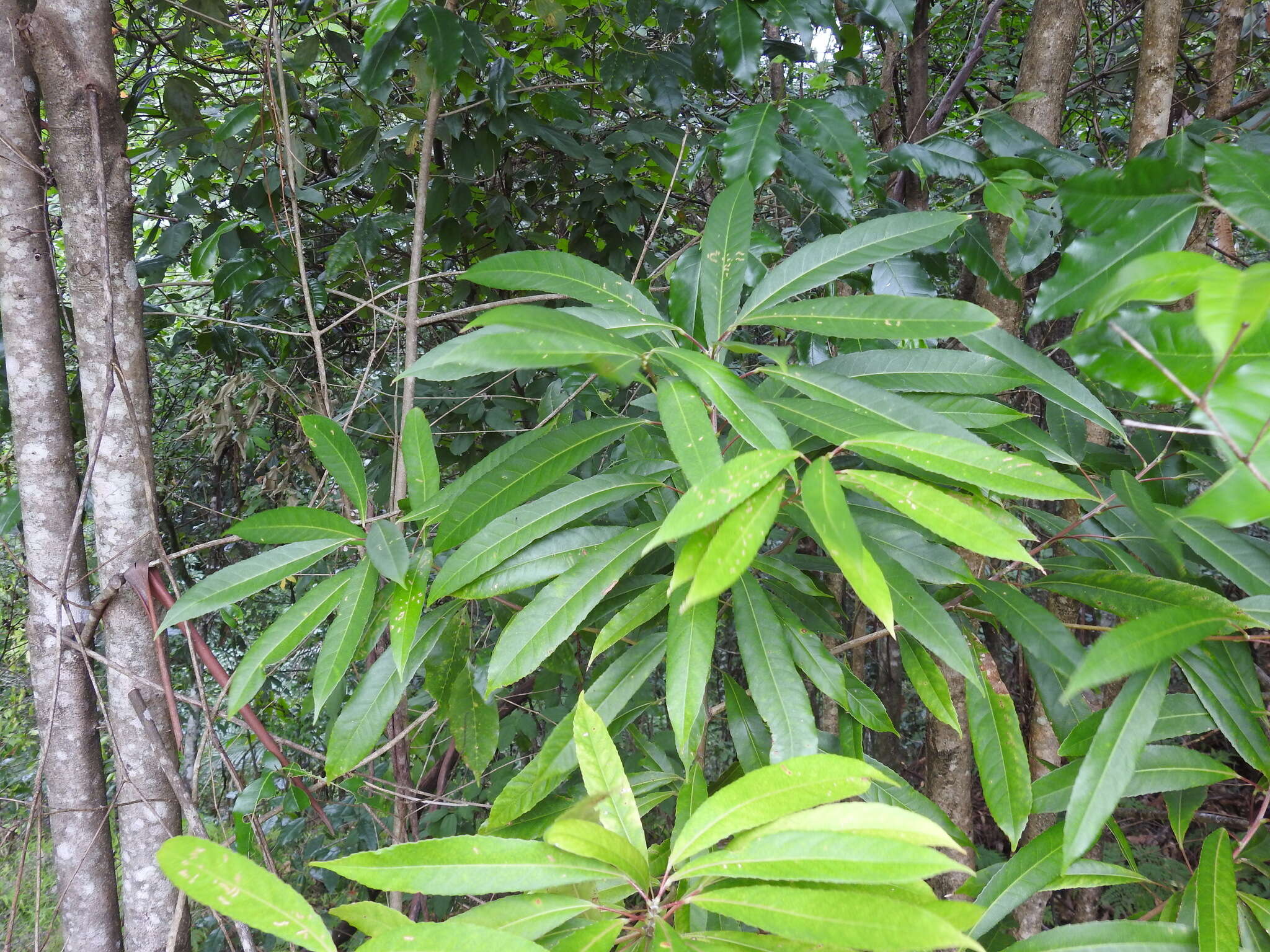 Image of Elaeocarpus kirtonii F. Müll. ex F. M. Bailey