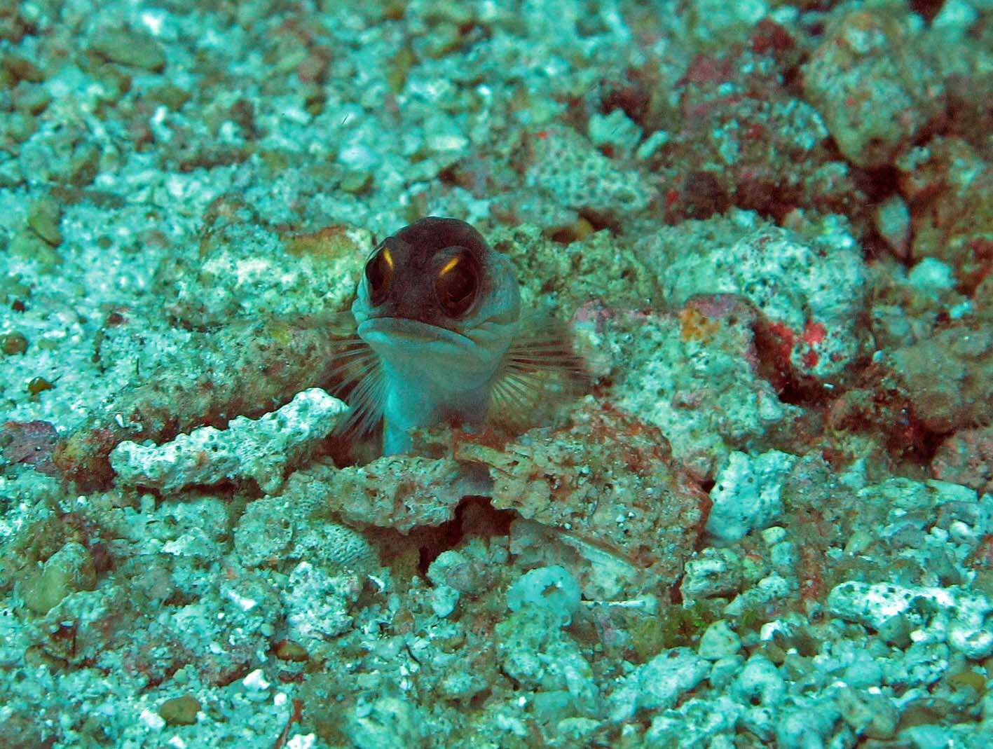 Image of jawfishes