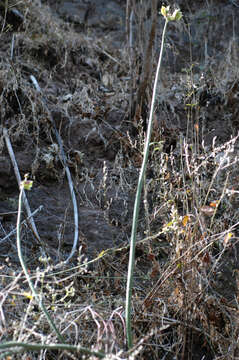 Image of Euphorbia bracteata Jacq.