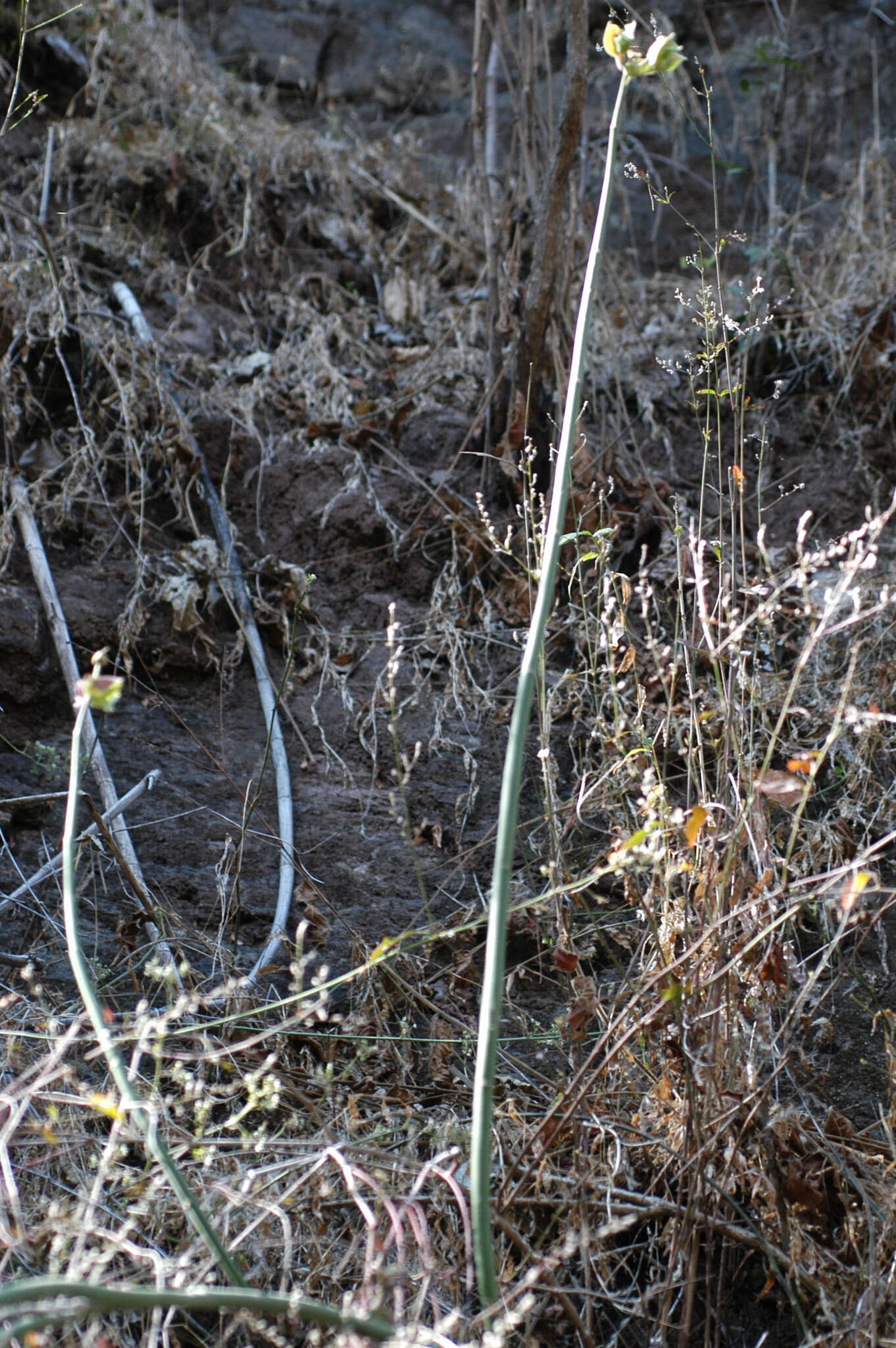 Слика од Euphorbia bracteata Jacq.