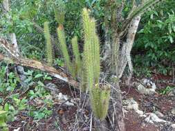 Image de Leptocereus arboreus Britton & Rose