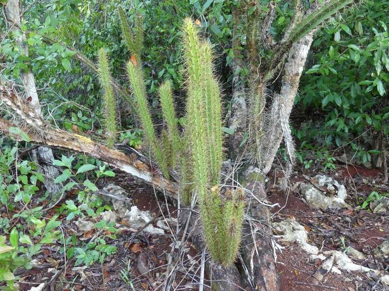 Image of Leptocereus arboreus Britton & Rose