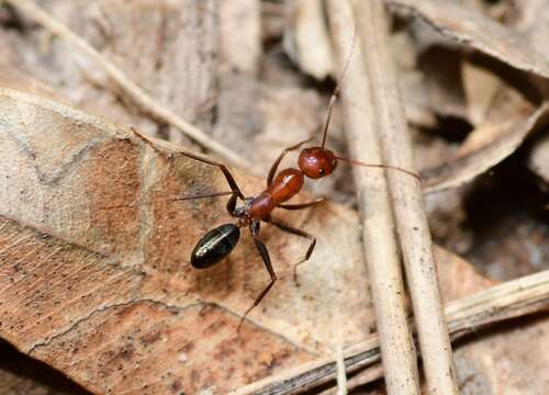 Image of <i>Melophorus rufoniger</i>