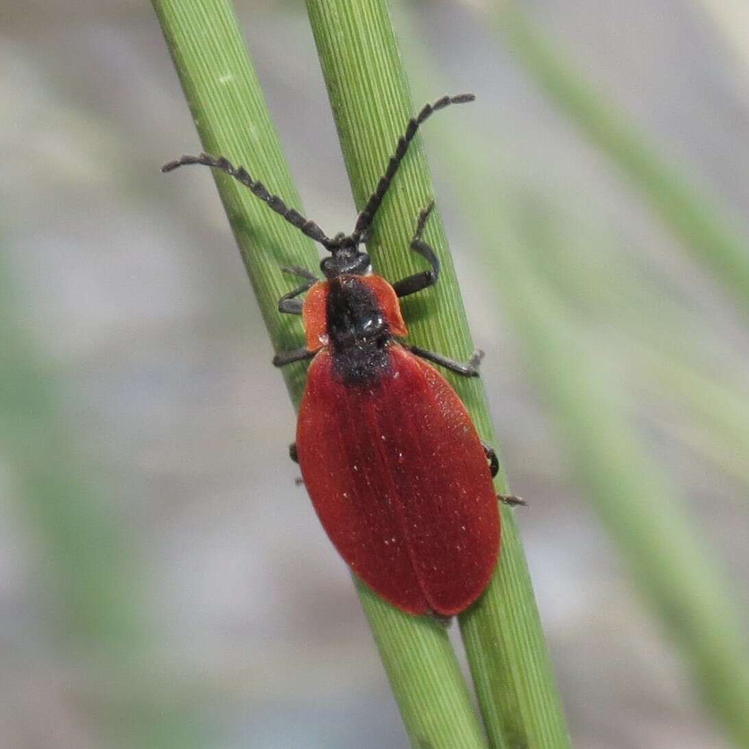 Plancia ëd Lycus sanguinipennis Say 1823