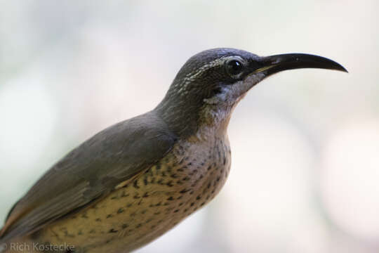 Image of Victoria's Riflebird