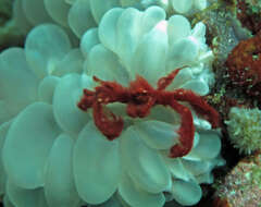 Image of Orangutang crab