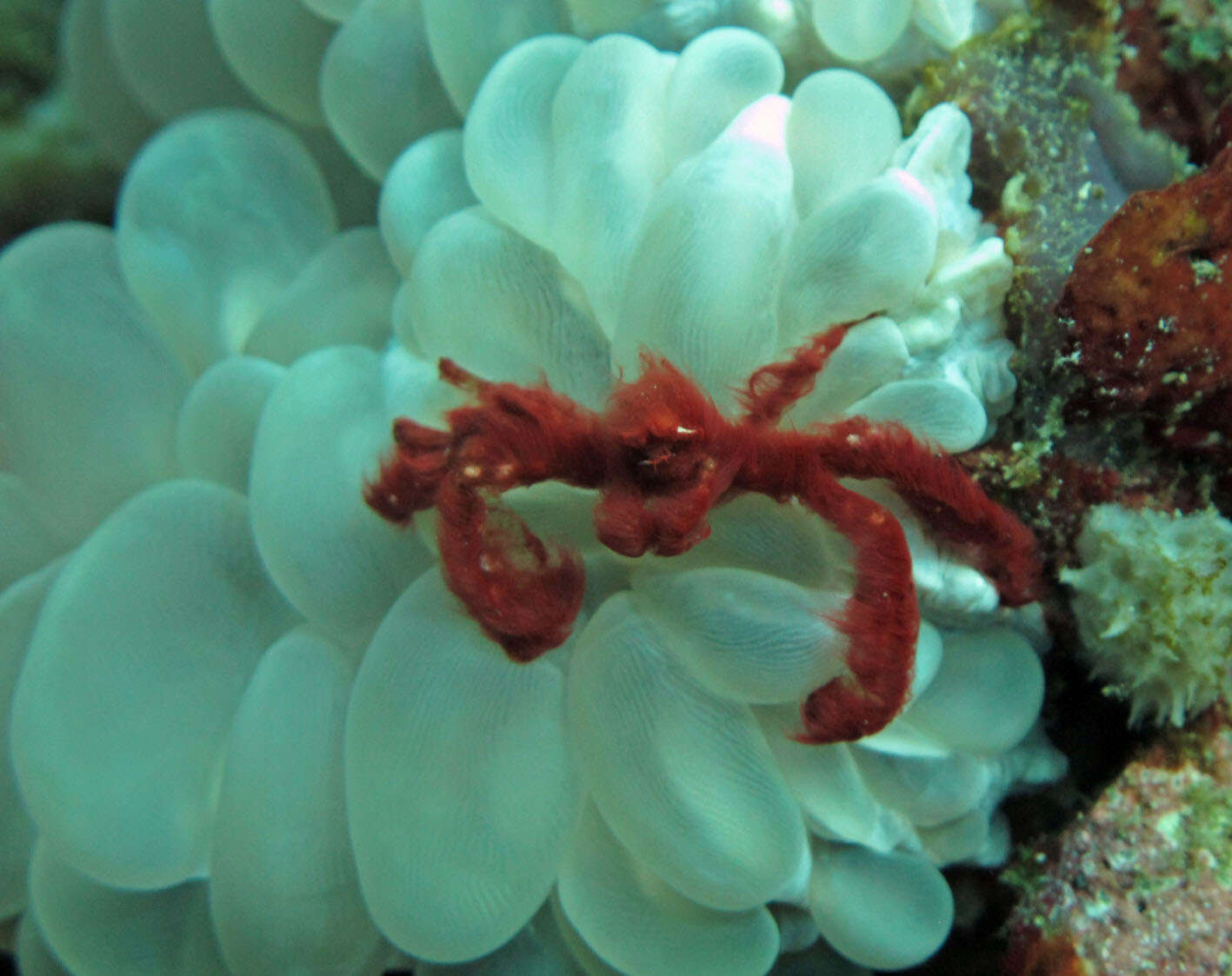 Image of Orangutang crab