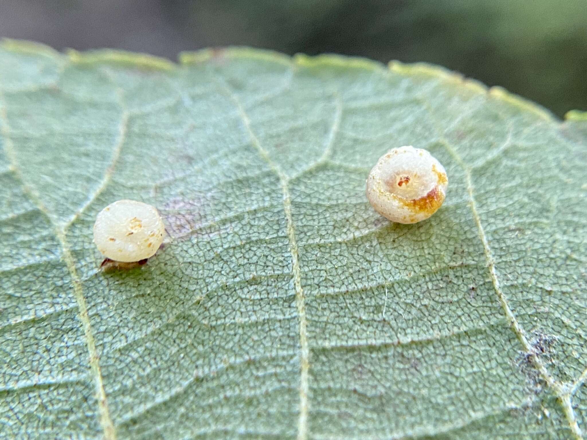 Image of Caryomyia melicrustum Gagne 2008