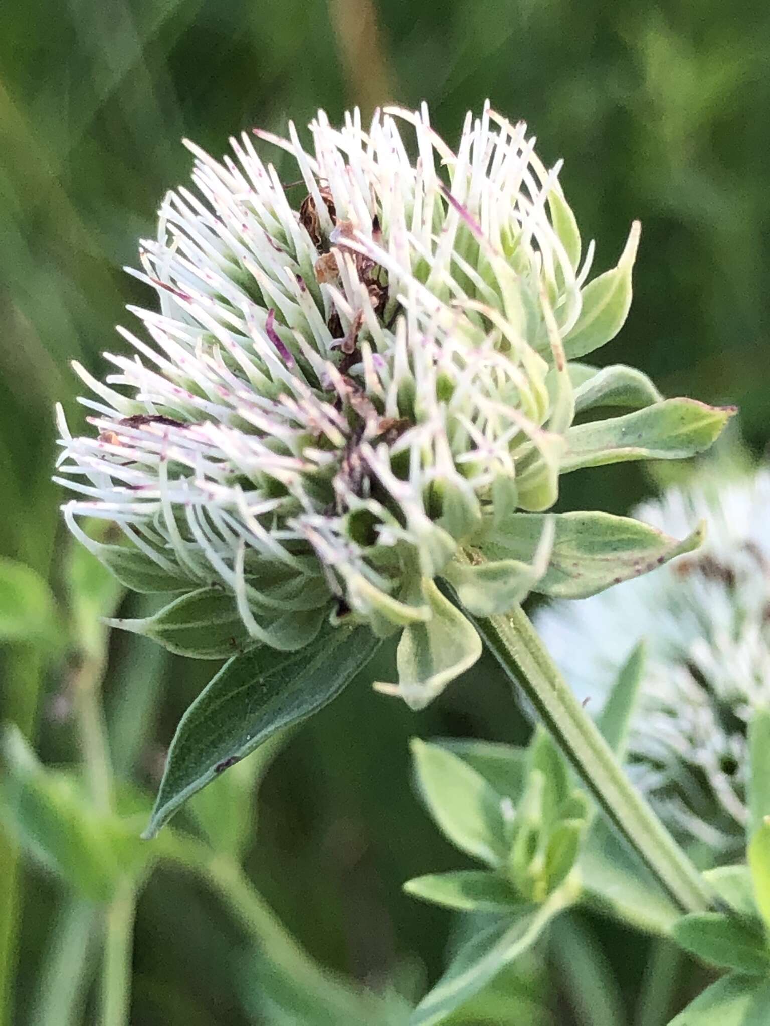 Image of Appalachian Mountain-Mint