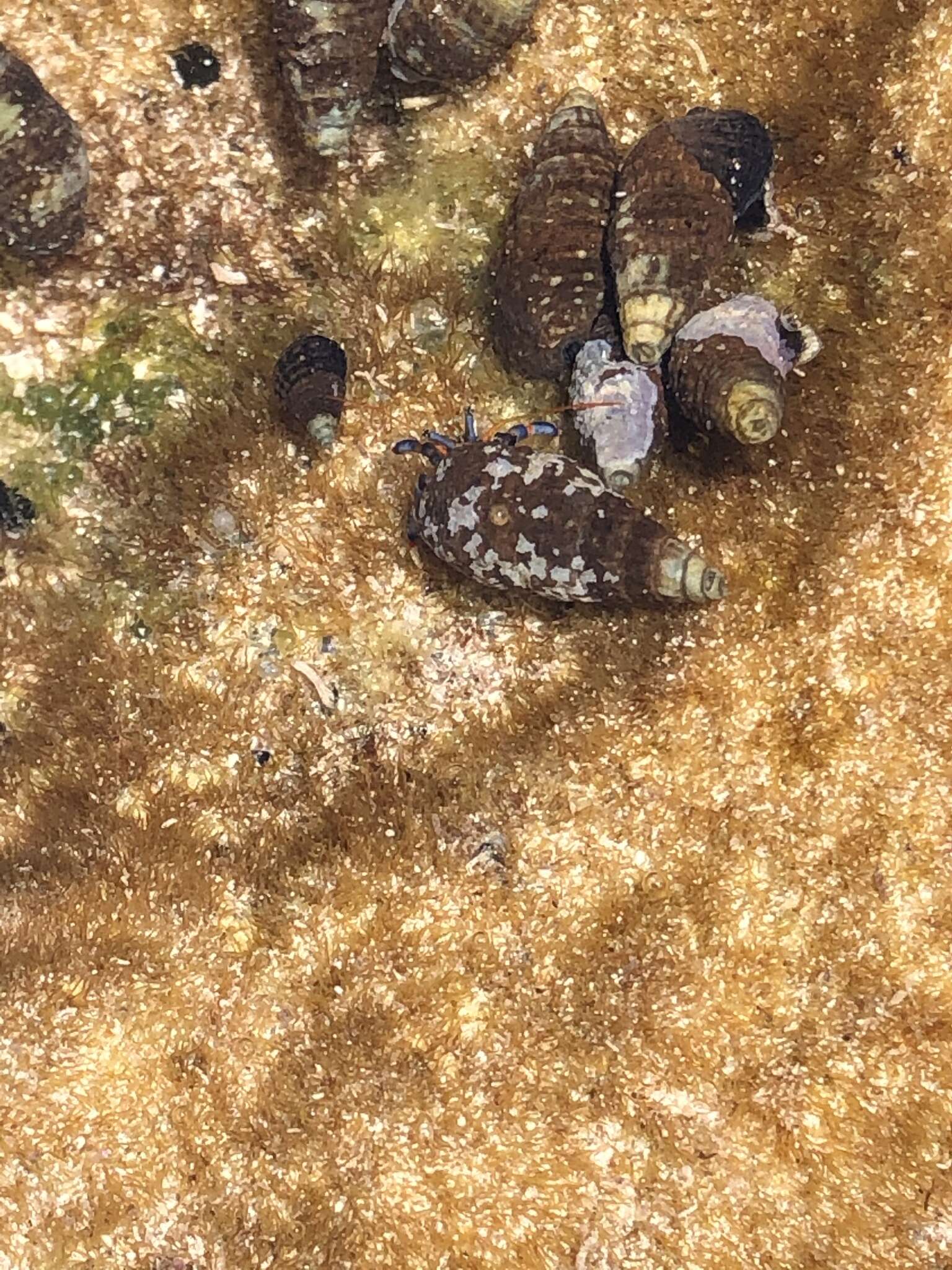 Image of blue-legged hermit crab