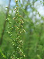 Image of Artemisia capillaris Thunb.