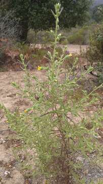 Image of stink aster