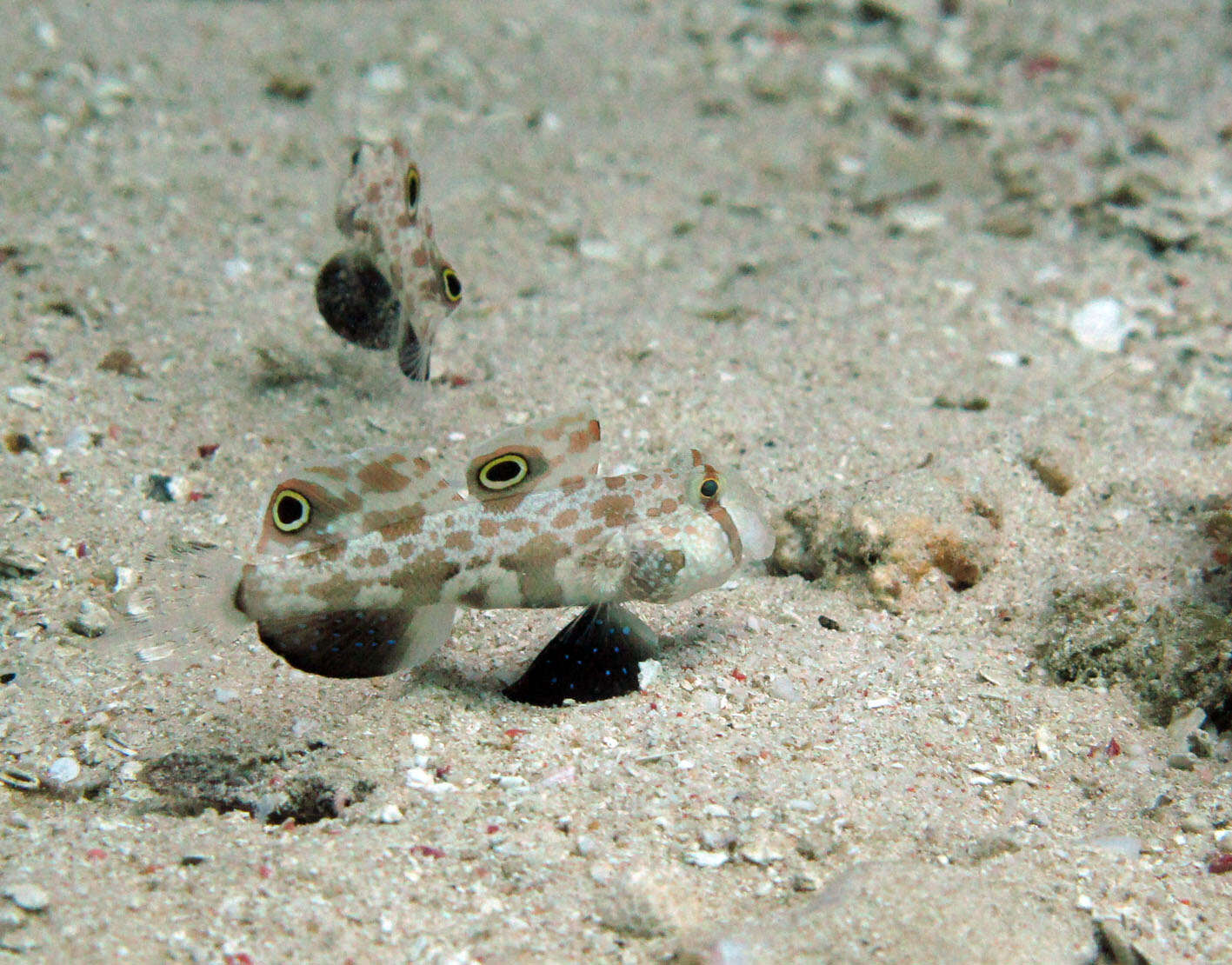 Image of Signigobius