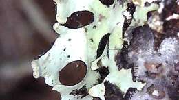 Image of sinuous hypotrachyna lichen