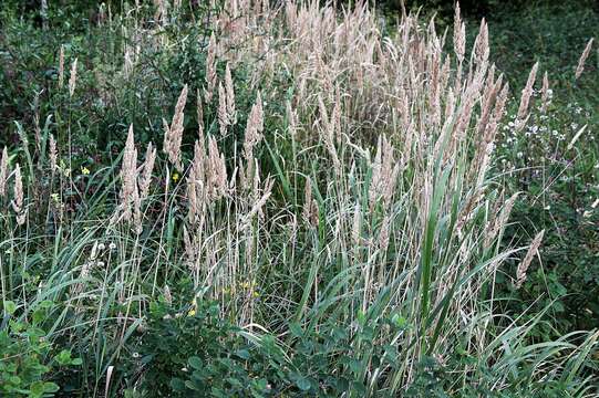 Image of Calamagrostis extremiorientalis (Tzvelev) Prob.