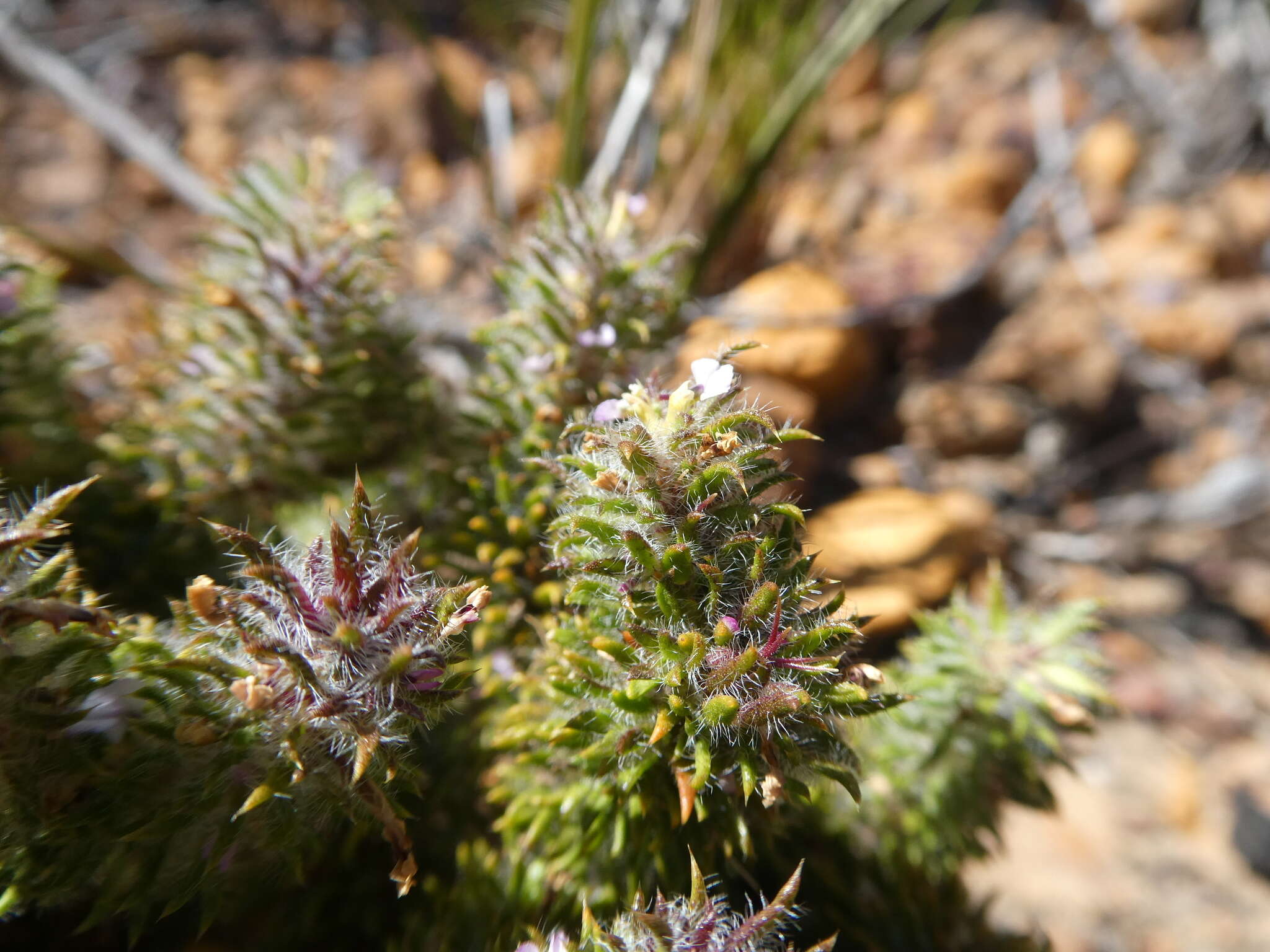 Image of Muraltia decipiens Schlechter