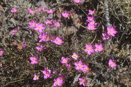 Image of Gyrandra chironioides Griseb.