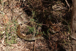 Image of Notechis scutatus scutatus (W. C. H. Peters 1861)