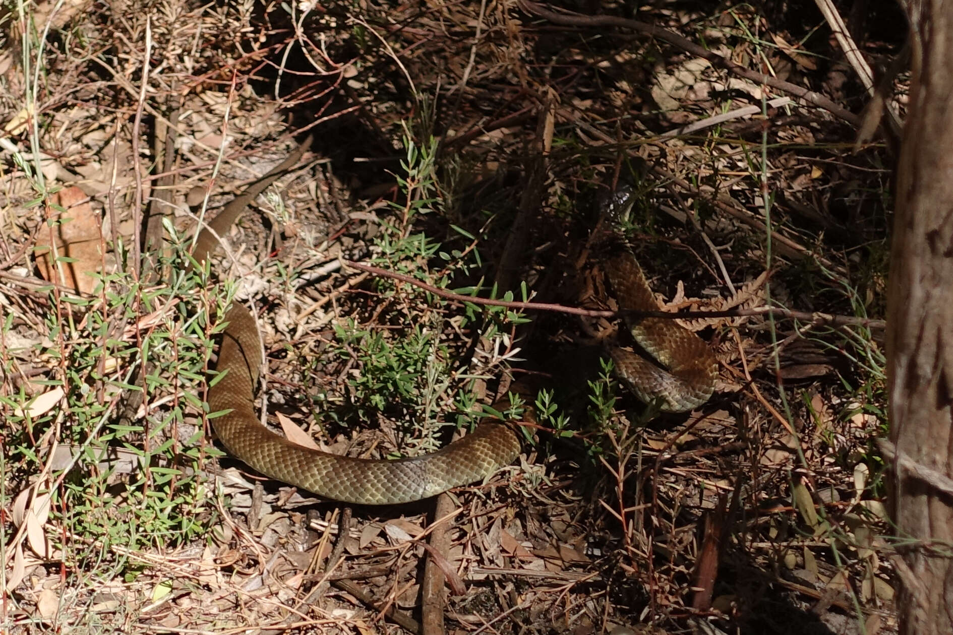 Image of Notechis scutatus scutatus (W. C. H. Peters 1861)