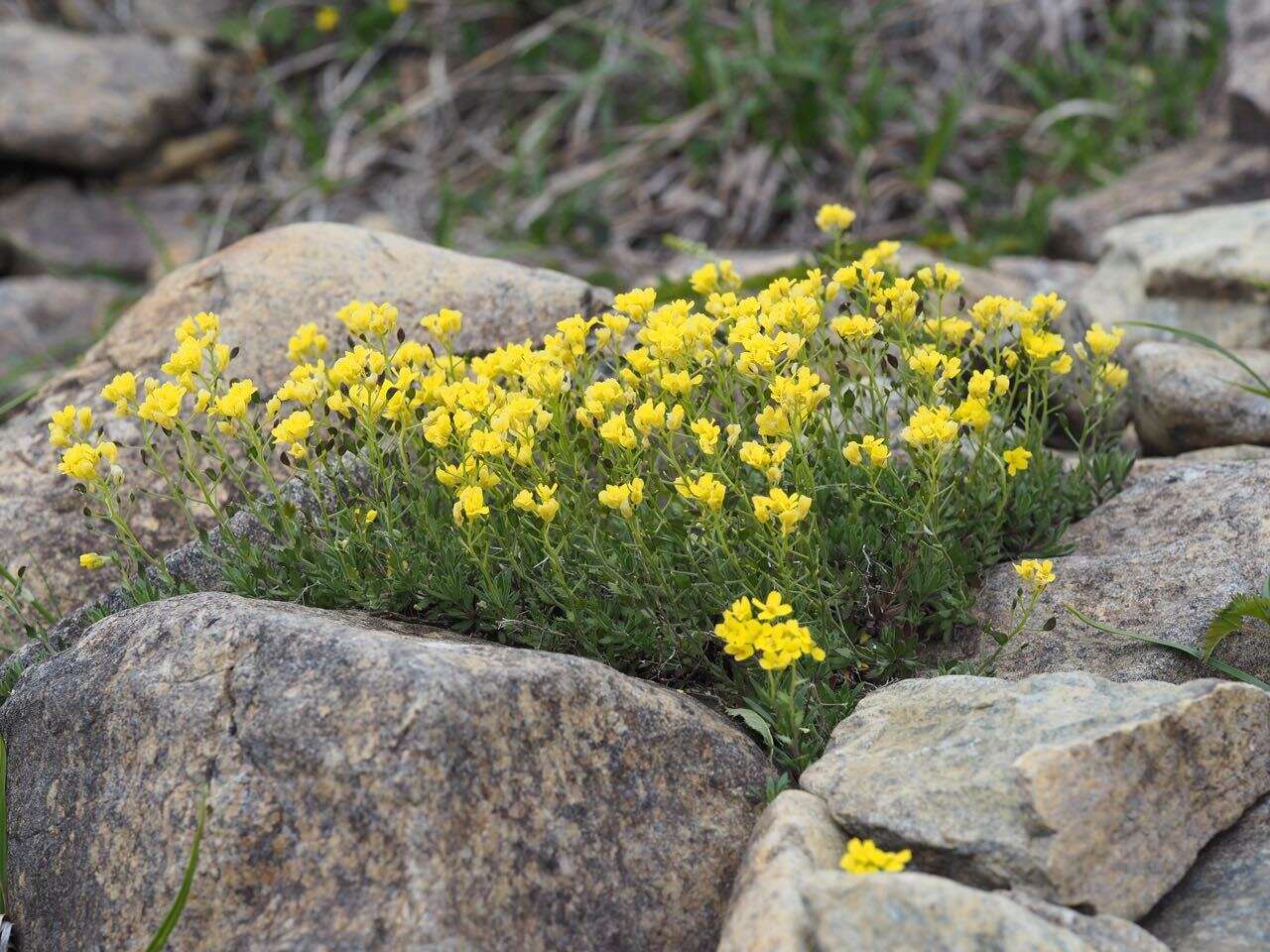 Sivun Draba japonica Maxim. kuva