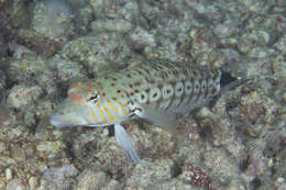 Image of Parapercis xanthogramma Imamura & Yoshino 2007