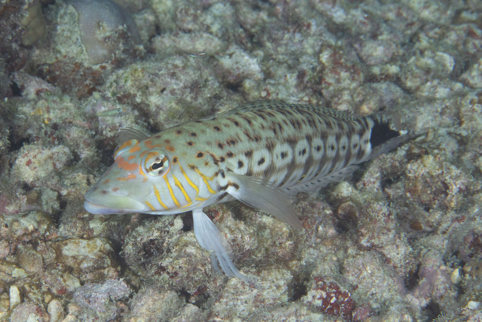 Image of Parapercis xanthogramma Imamura & Yoshino 2007