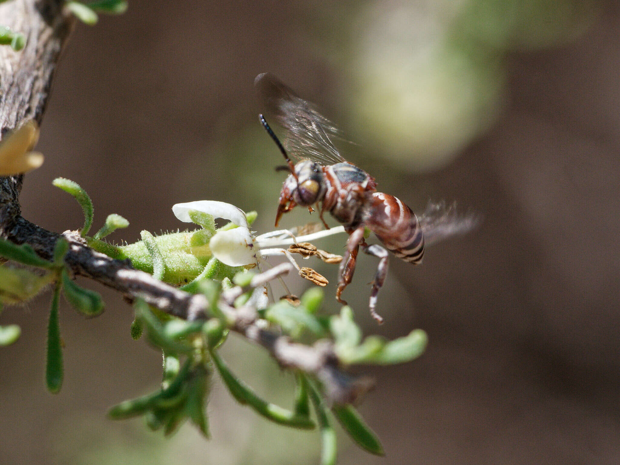 صورة Rhinepeolus rufiventris (Friese 1908)