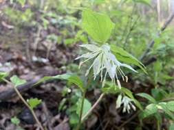 Prosartes maculata (Buckley) A. Gray的圖片