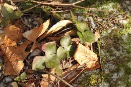 Plancia ëd Hepatica nobilis var. acuta (Pursh) Steyermark