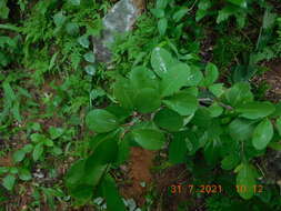 Image of Erythroxylum havanense Jacq.