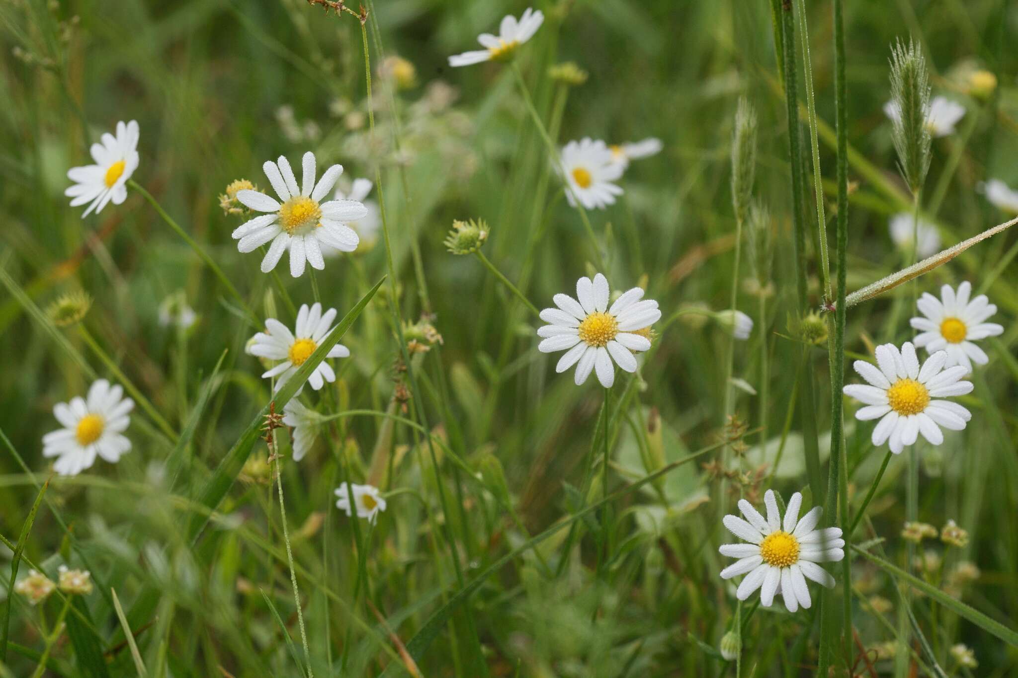 Image of western daisy