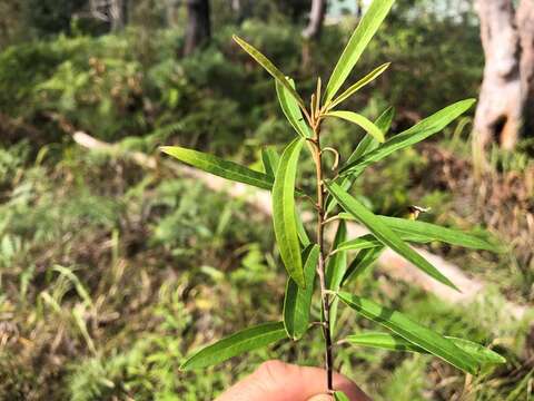 Image of Astrotricha longifolia Benth.