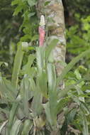 Image of Aechmea bromeliifolia (Rudge) Baker ex Benth. & Hook. fil.