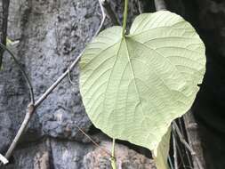 Cissus reniformis Domin的圖片