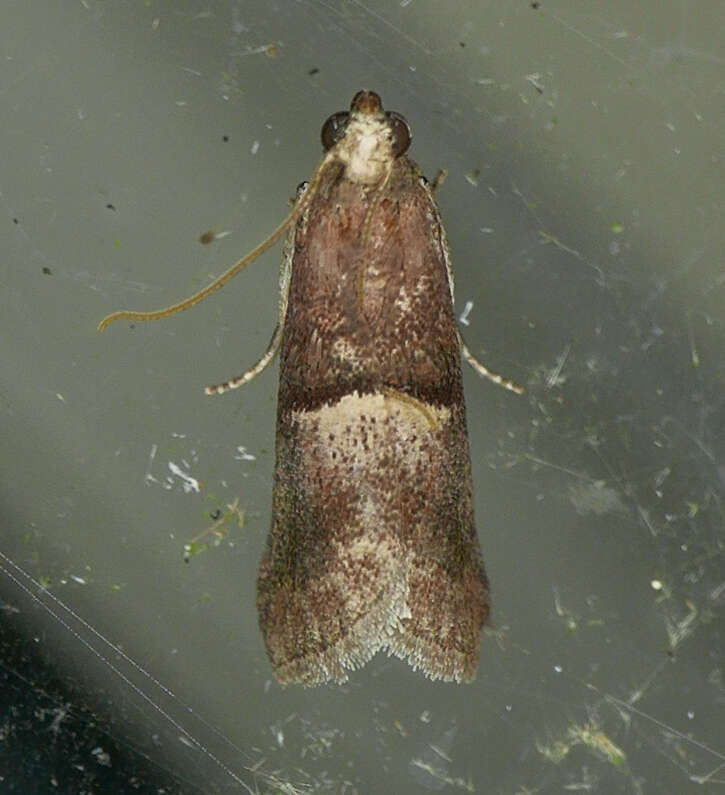 Acrobasis exsulella Zeller 1848 resmi