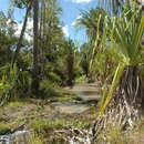 Image of Pandanus variabilis Martelli