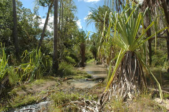 Image of Pandanus variabilis Martelli