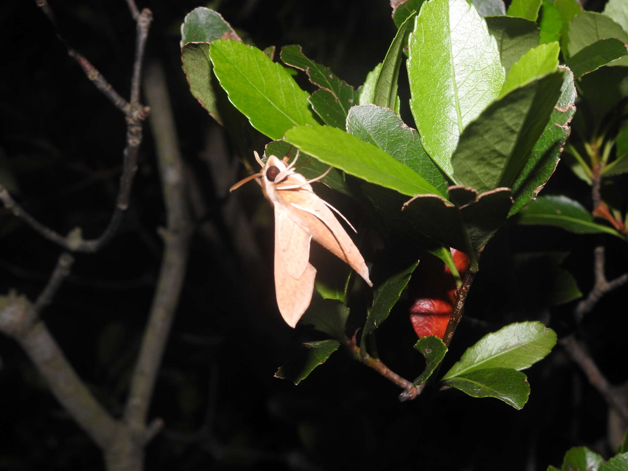 Image of Vine hawk moth