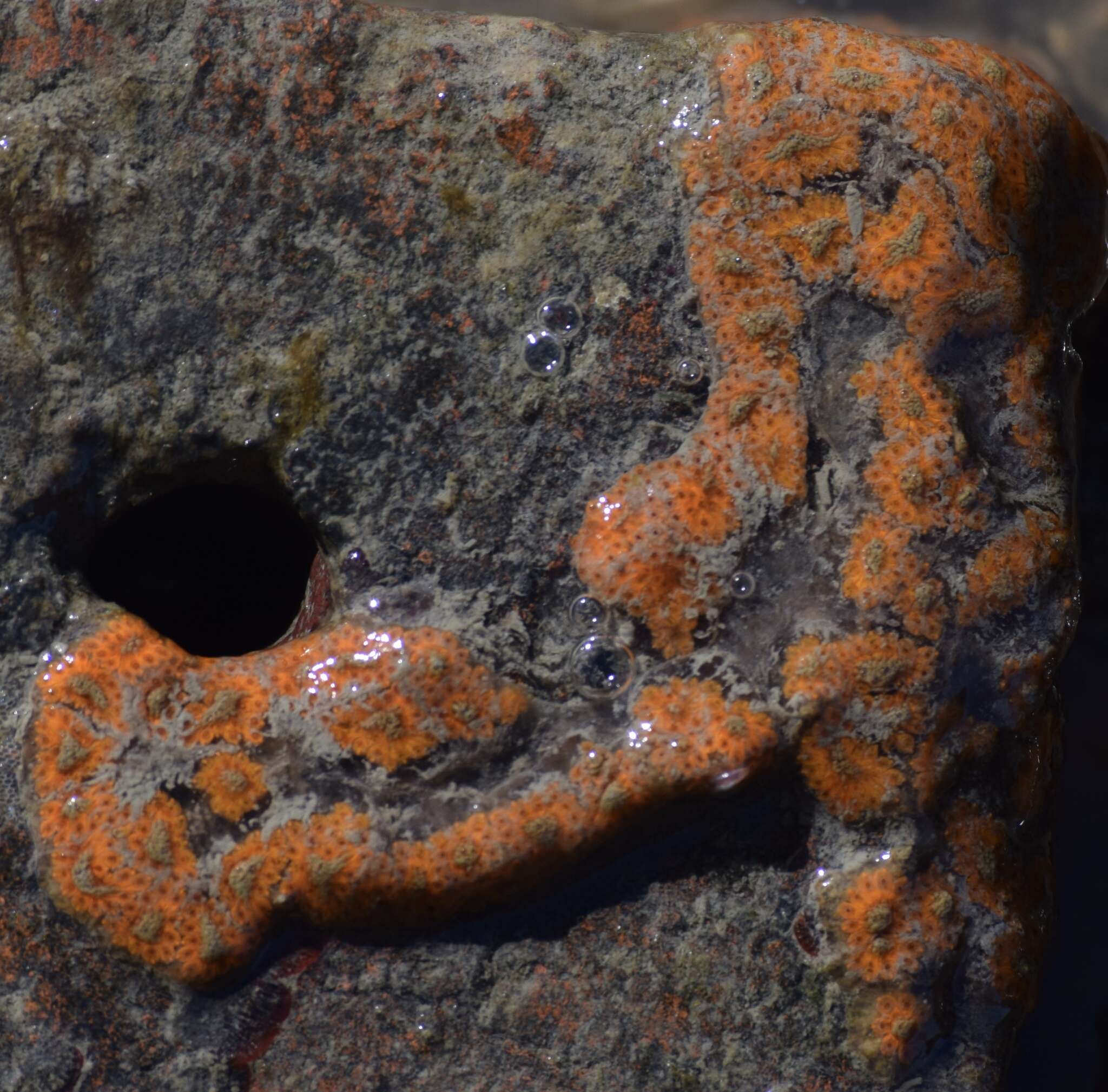 Image of Colonial tunicate