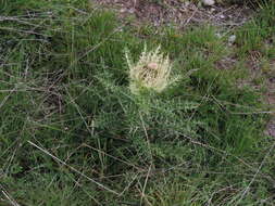 Image of Spiniest Thistle