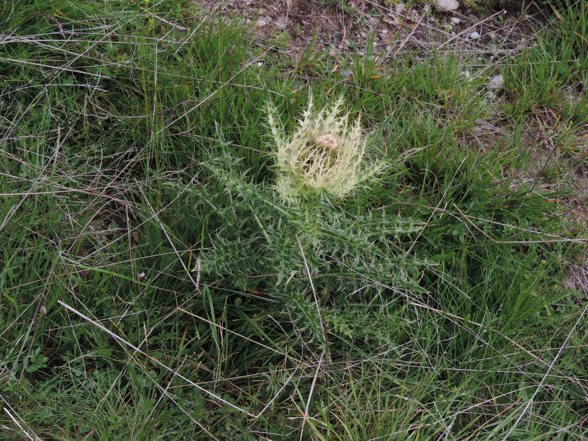 Image of Spiniest Thistle