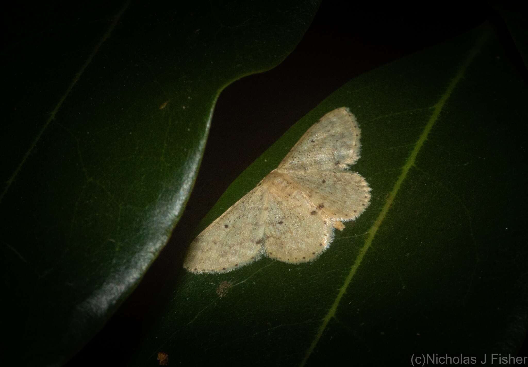 صورة Idaea pilosata Warren 1898