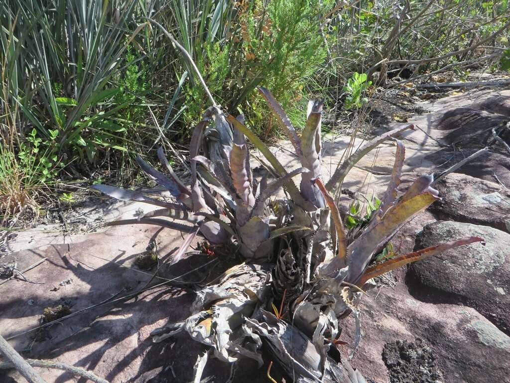 Imagem de Hohenbergia pennae E. Pereira