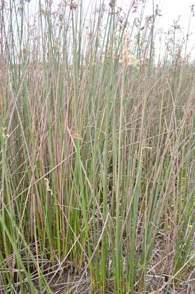 Image of Schoenoplectus scirpoides (Schrad.) Browning