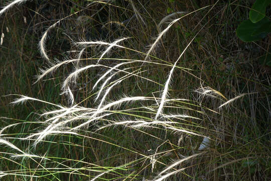 Image of clovenfoot plumegrass