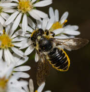 Image of Leafcutter bee