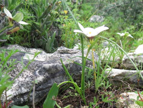 Image of Romulea barkerae M. P. de Vos