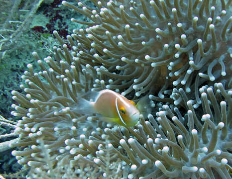 Image of Pink anemonefish