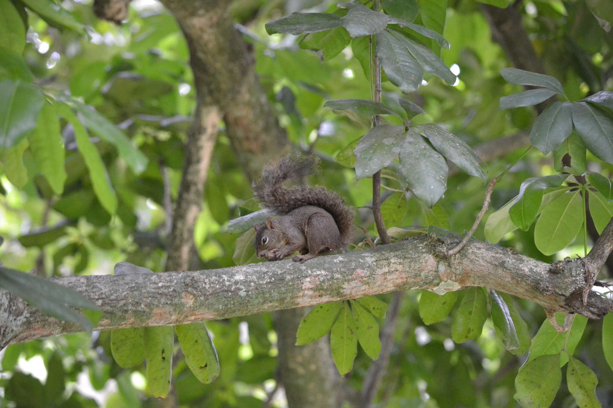 Image of Sciurus aestuans ingrami Thomas 1901