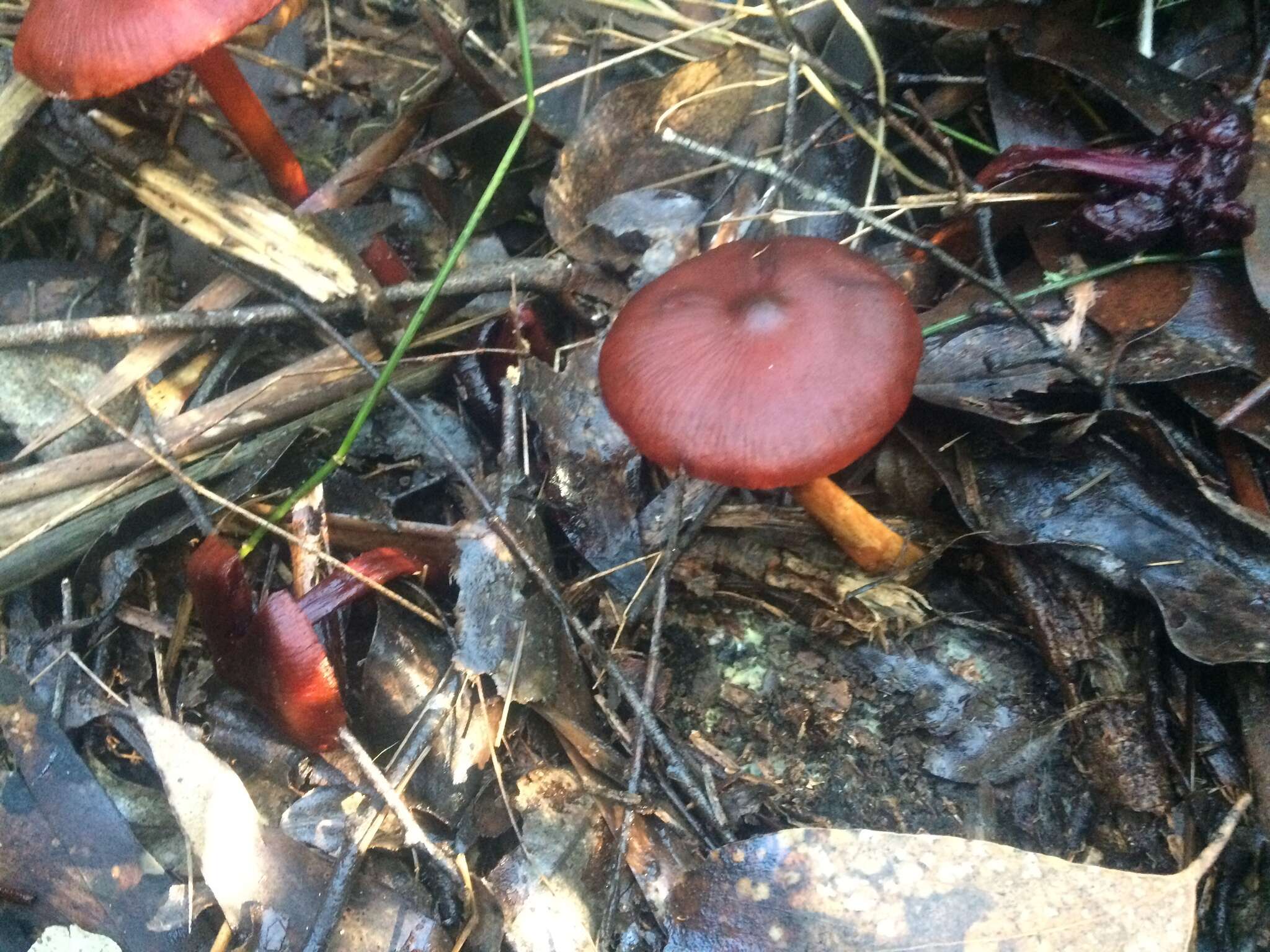 Image of Dermocybe splendida E. Horak 1983